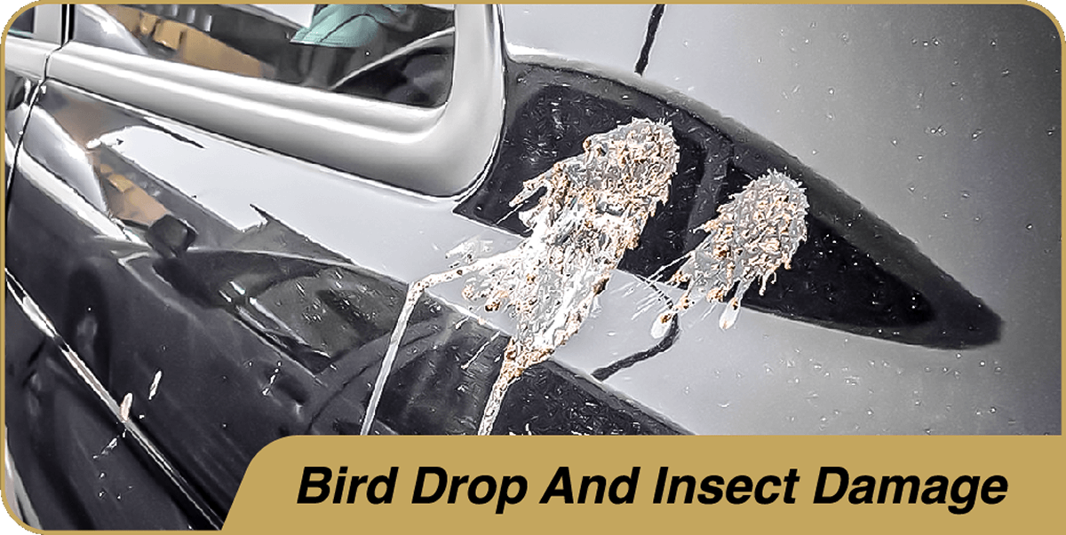 Bird Drop & Insect Damage